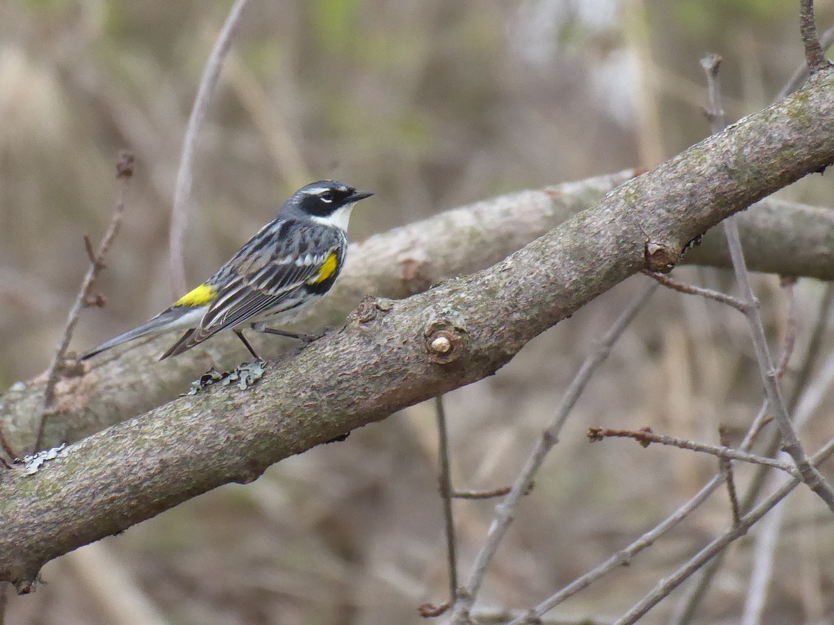 Yellow-rumped Warbler - ML634041825