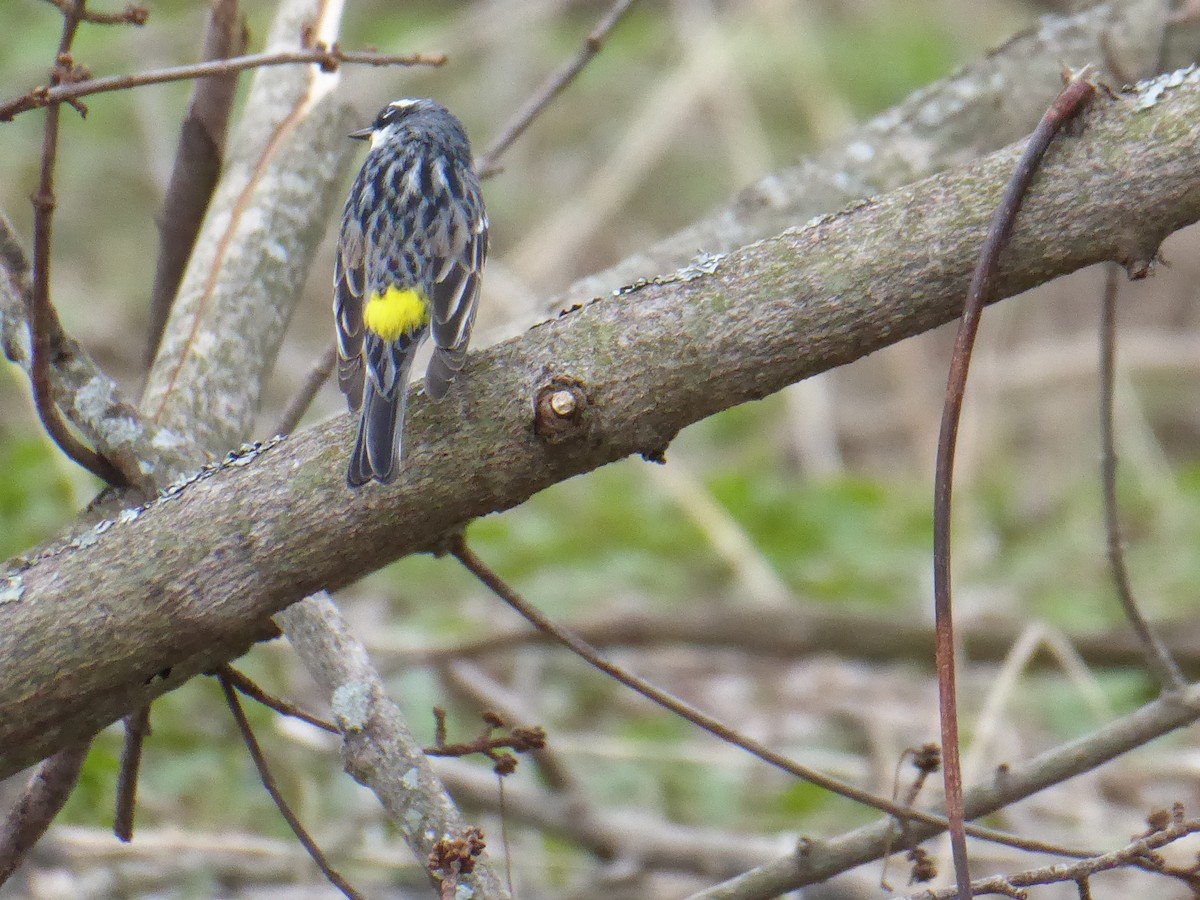 Yellow-rumped Warbler - ML634041828
