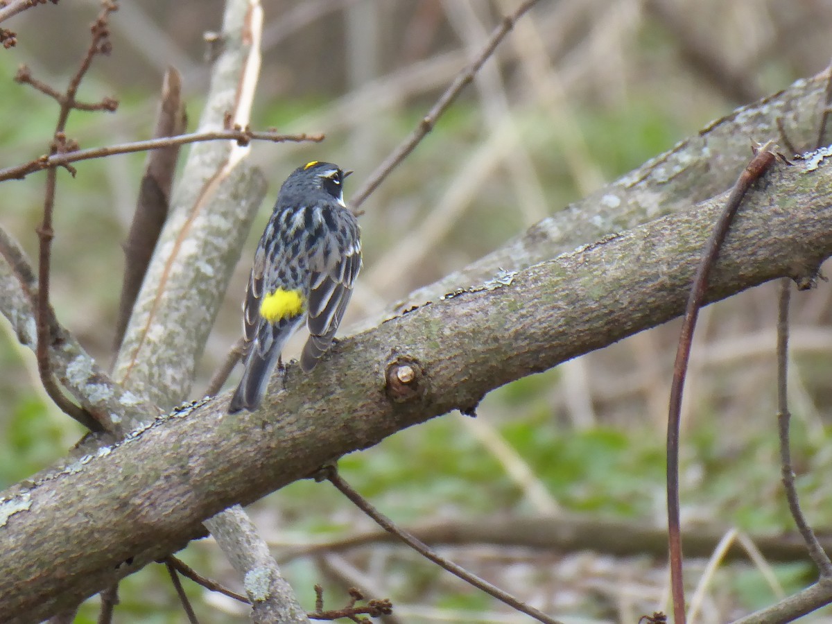 Yellow-rumped Warbler - ML634041844