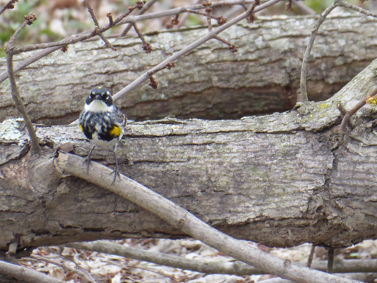 Yellow-rumped Warbler - ML634041850