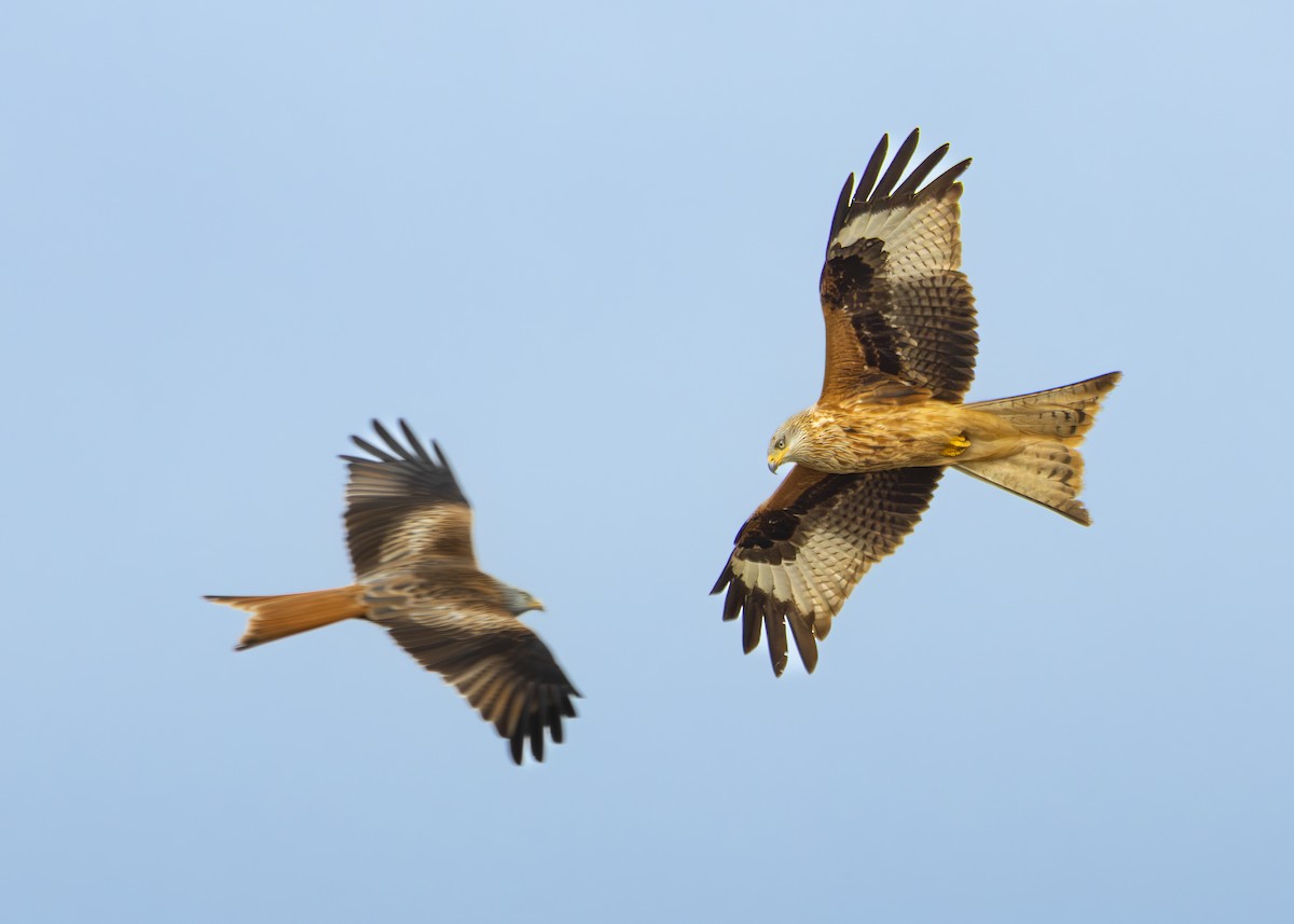 Red Kite - ML634041924