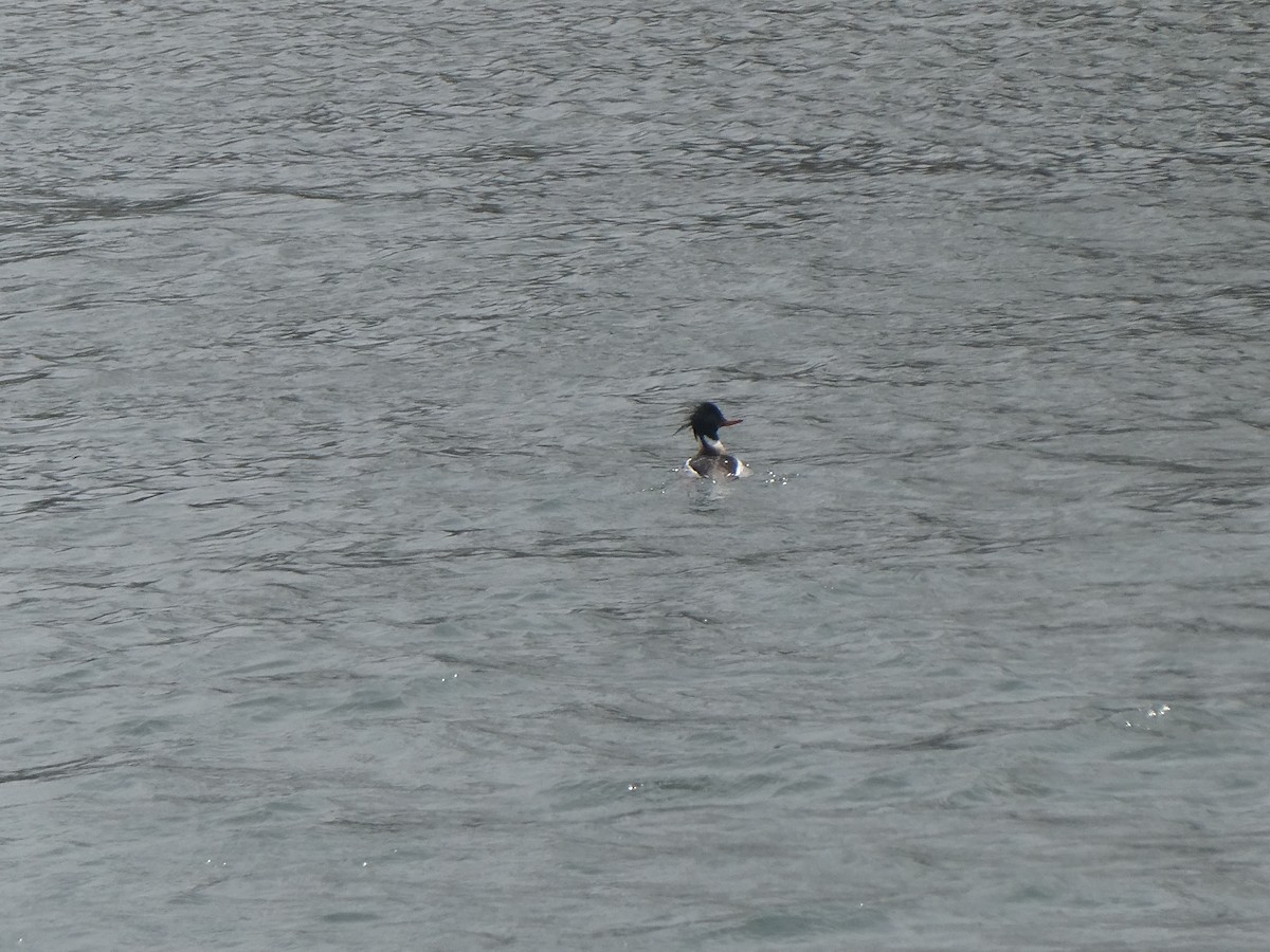 Red-breasted Merganser - ML634041972