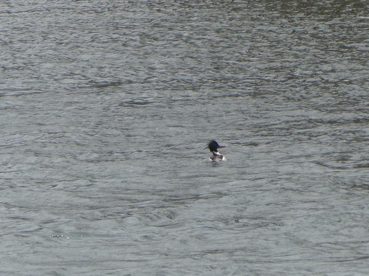 Red-breasted Merganser - ML634041979