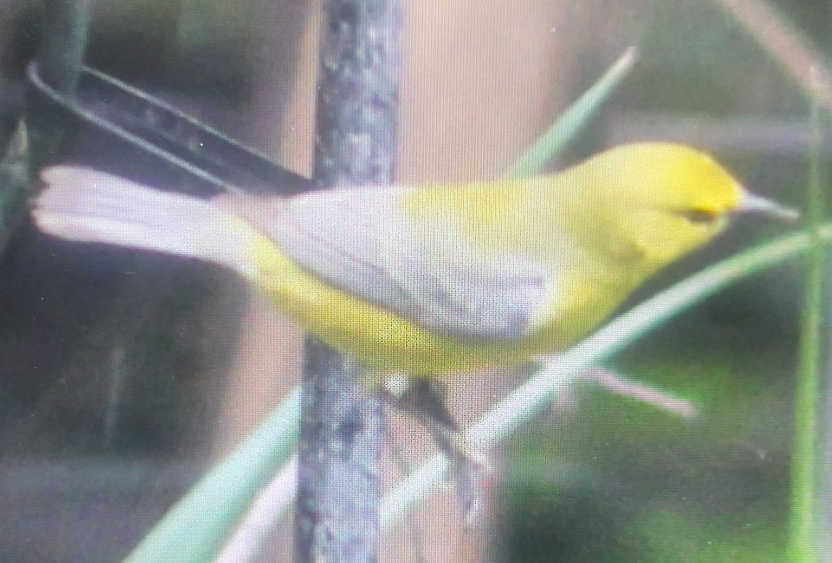 アオバネアメリカムシクイ - ML634042402