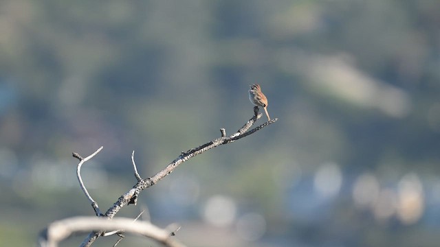 Rufous-crowned Sparrow - ML634042546