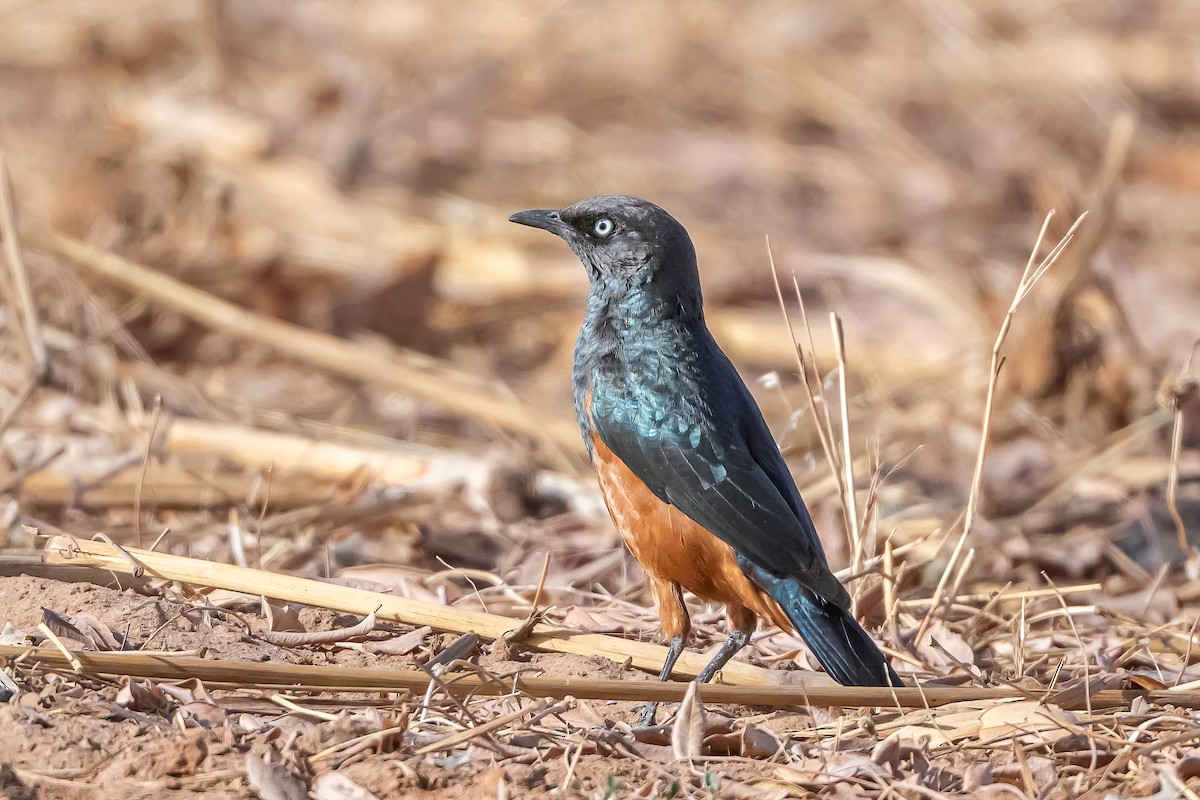 Chestnut-bellied Starling - ML634042576
