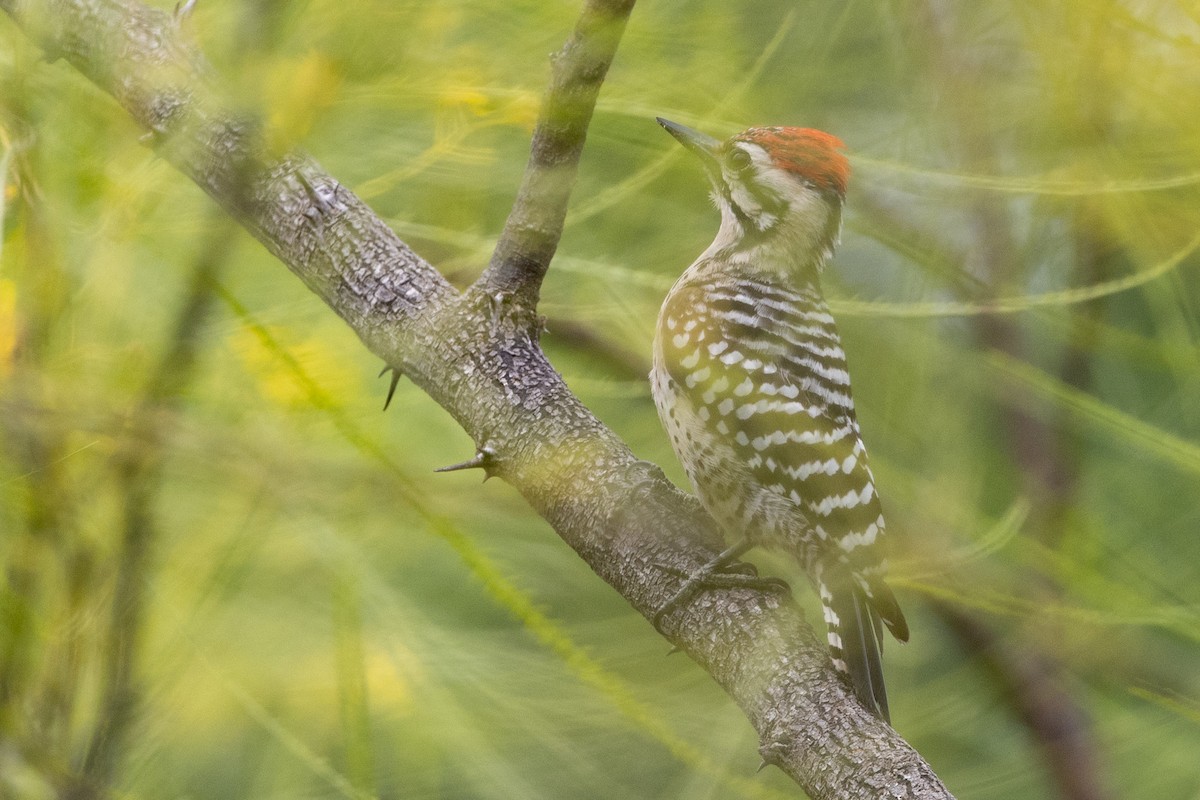 Ladder-backed Woodpecker - ML634042762