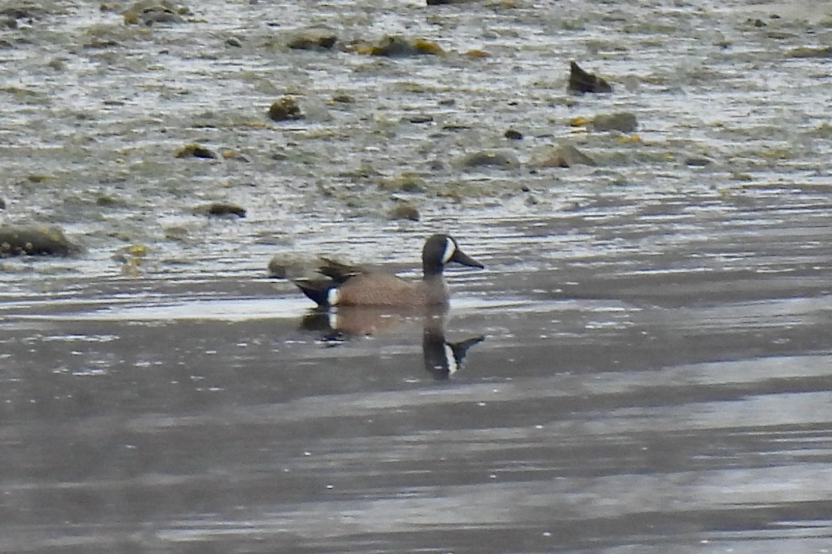Blue-winged Teal - ML634042766