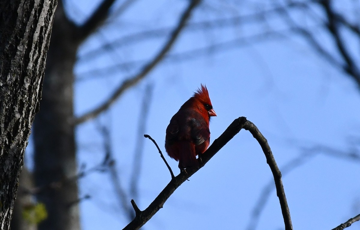 Kırmızı Kardinal - ML634043141