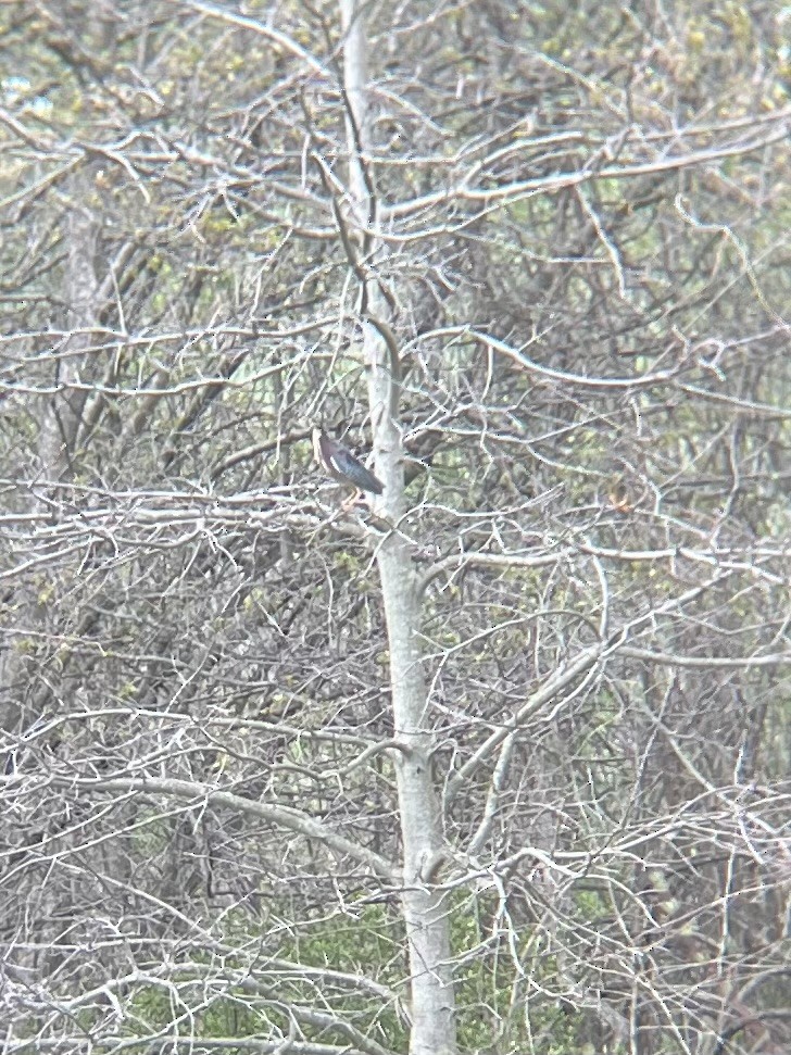 Green Heron - ML634043163