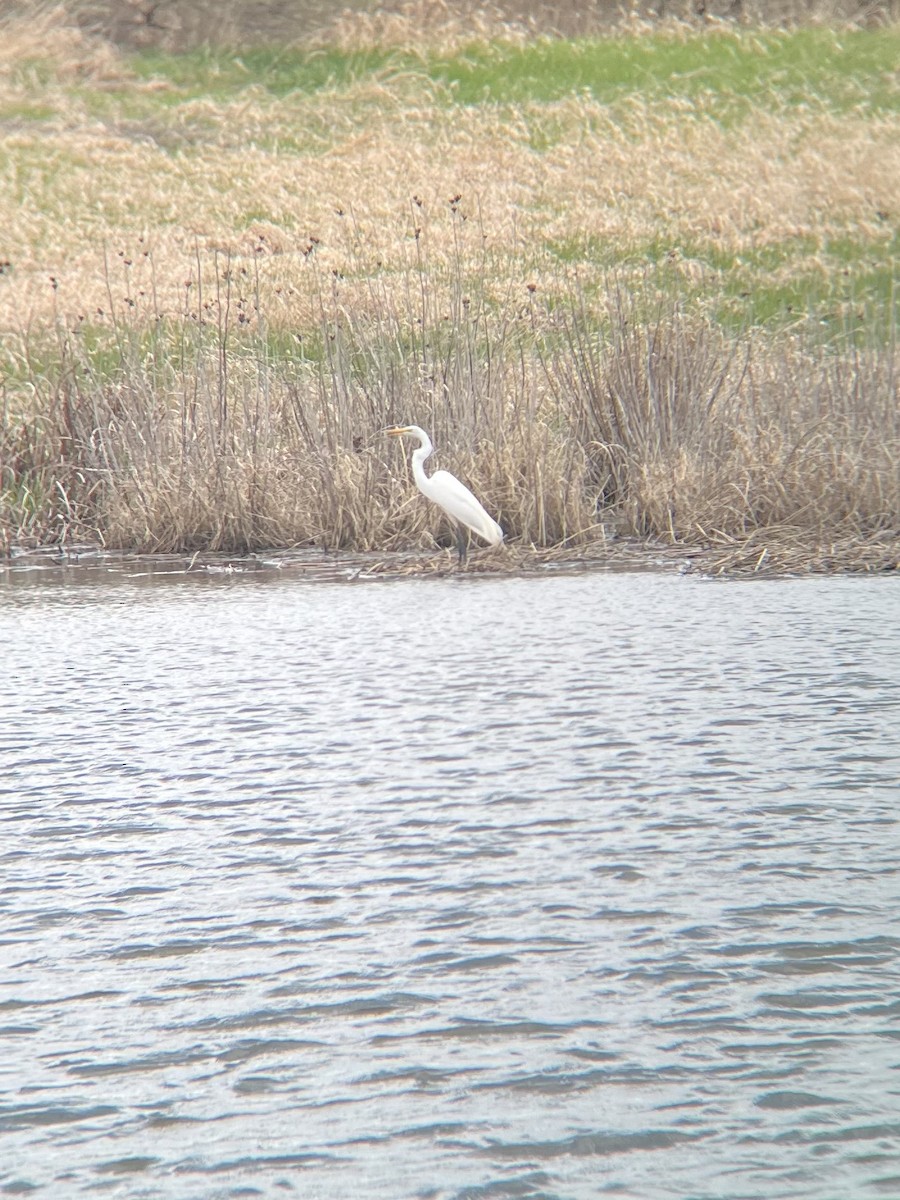 Great Egret - ML634043173