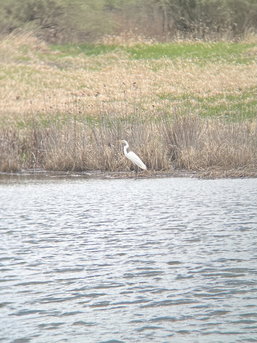 Great Egret - ML634043174