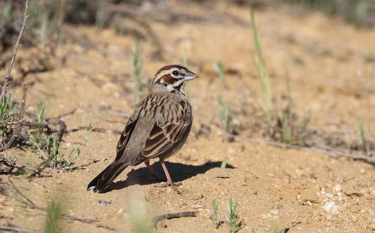 Lark Sparrow - ML634043179