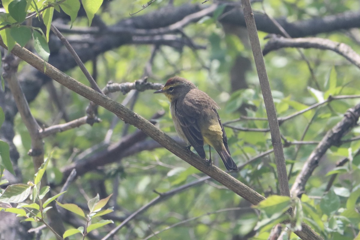 Paruline à couronne rousse - ML634043183