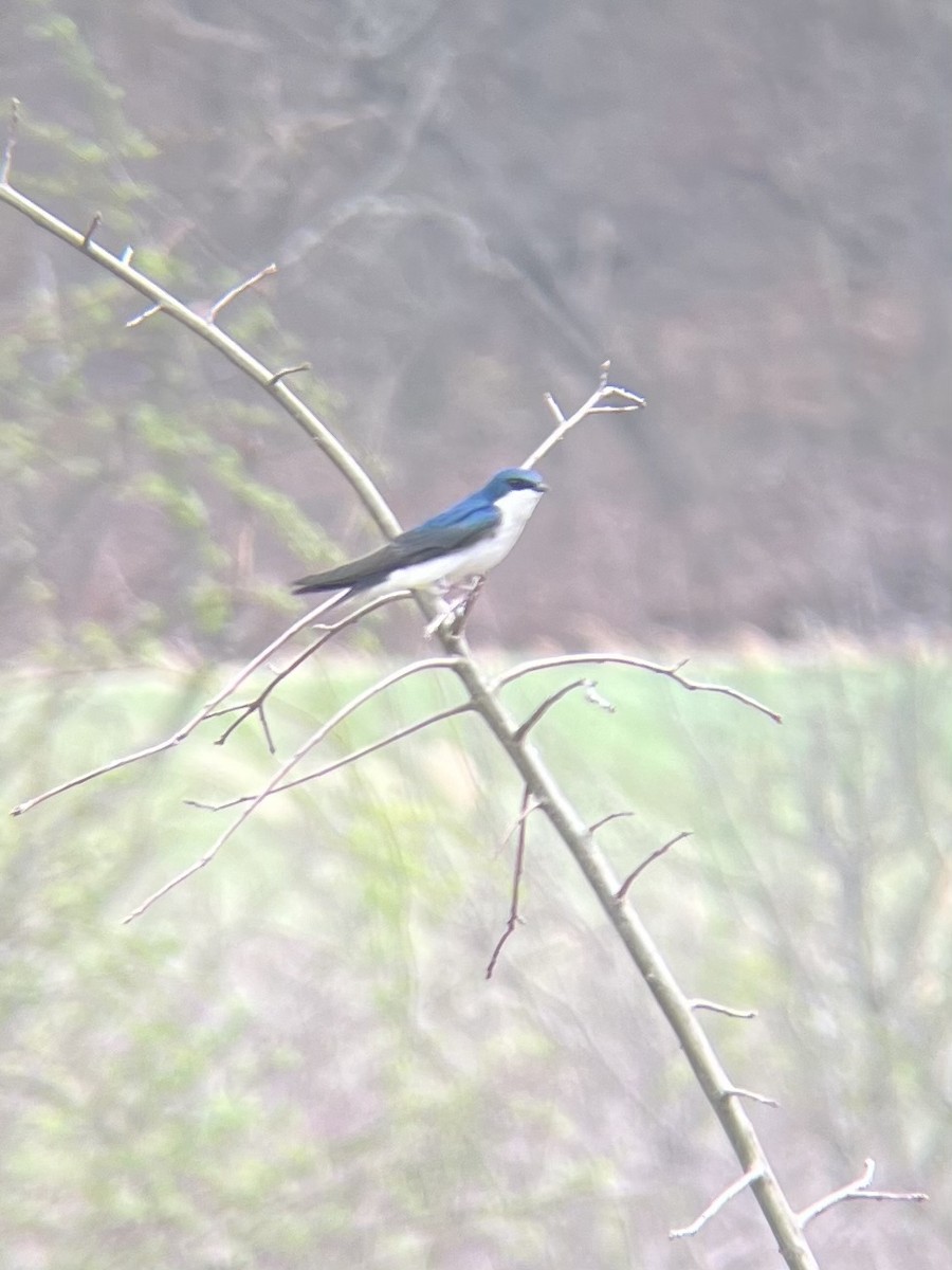 Tree Swallow - ML634043184