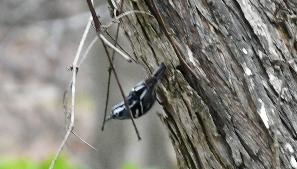 Black-and-white Warbler - ML634043262
