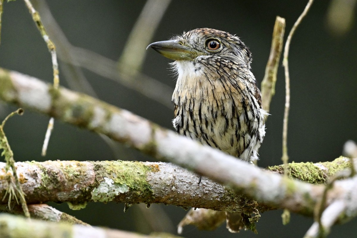 Schwarzmantel-Faulvogel - ML634043438
