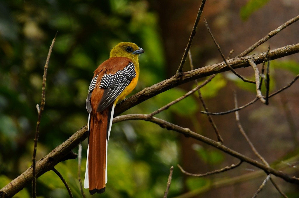 Orangebauchtrogon - ML634043719