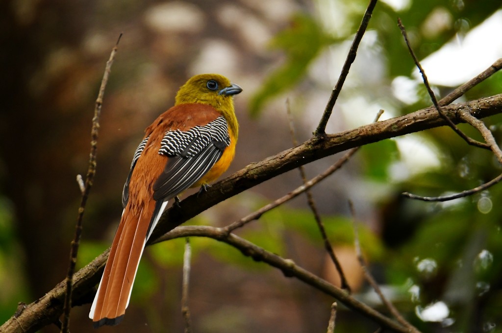 Orangebauchtrogon - ML634043720