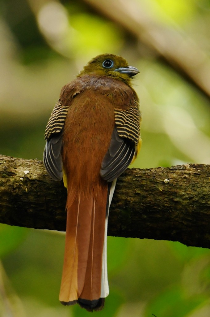 Orangebauchtrogon - ML634043771
