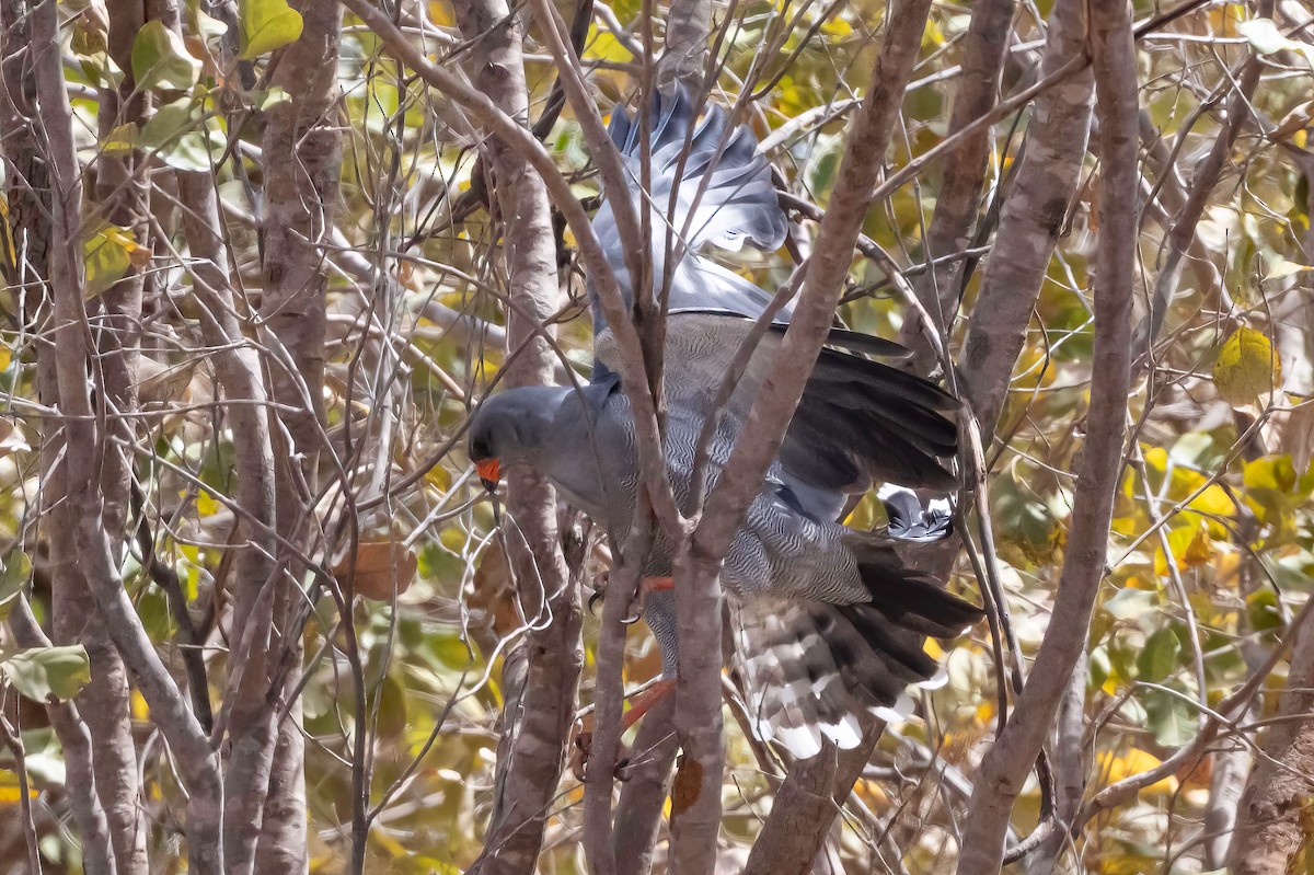 Dark Chanting-Goshawk - ML634043871