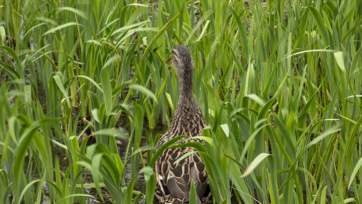 Canard colvert - ML634043954