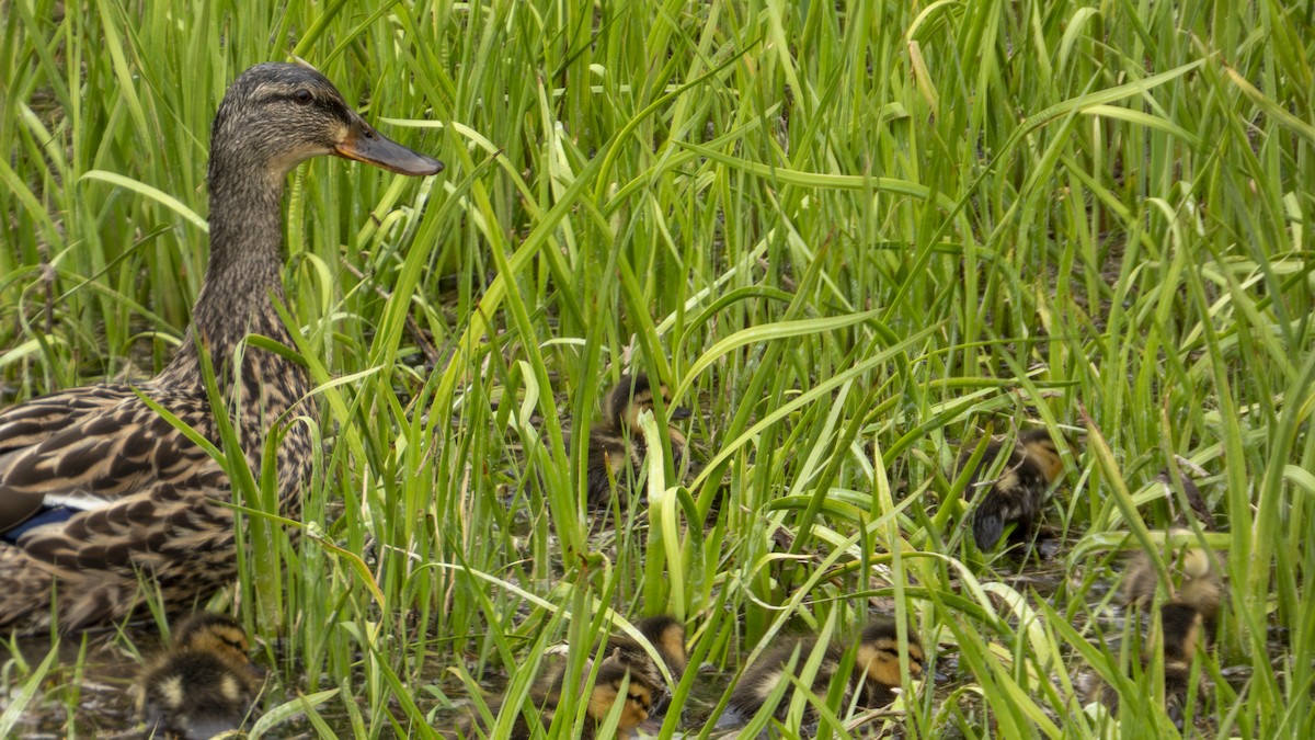 Canard colvert - ML634043955