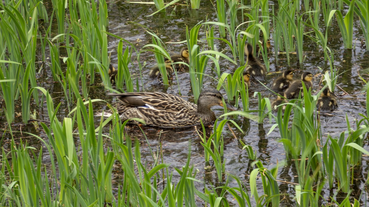 Canard colvert - ML634043956