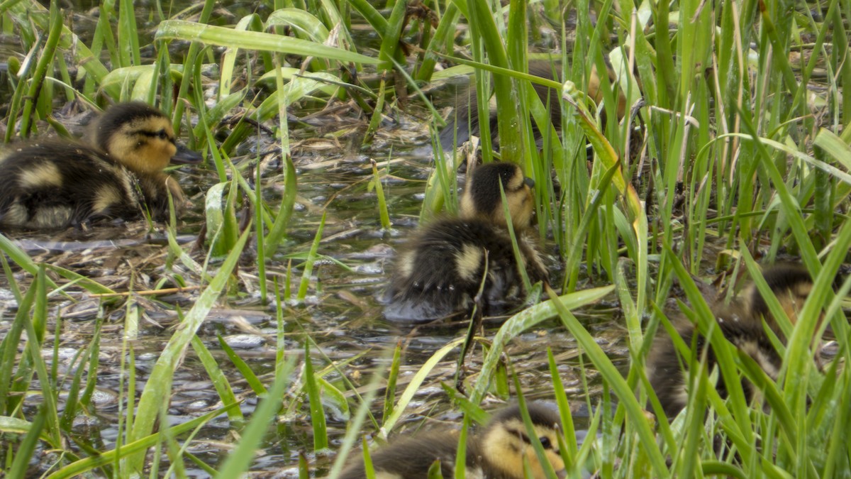 Canard colvert - ML634043957