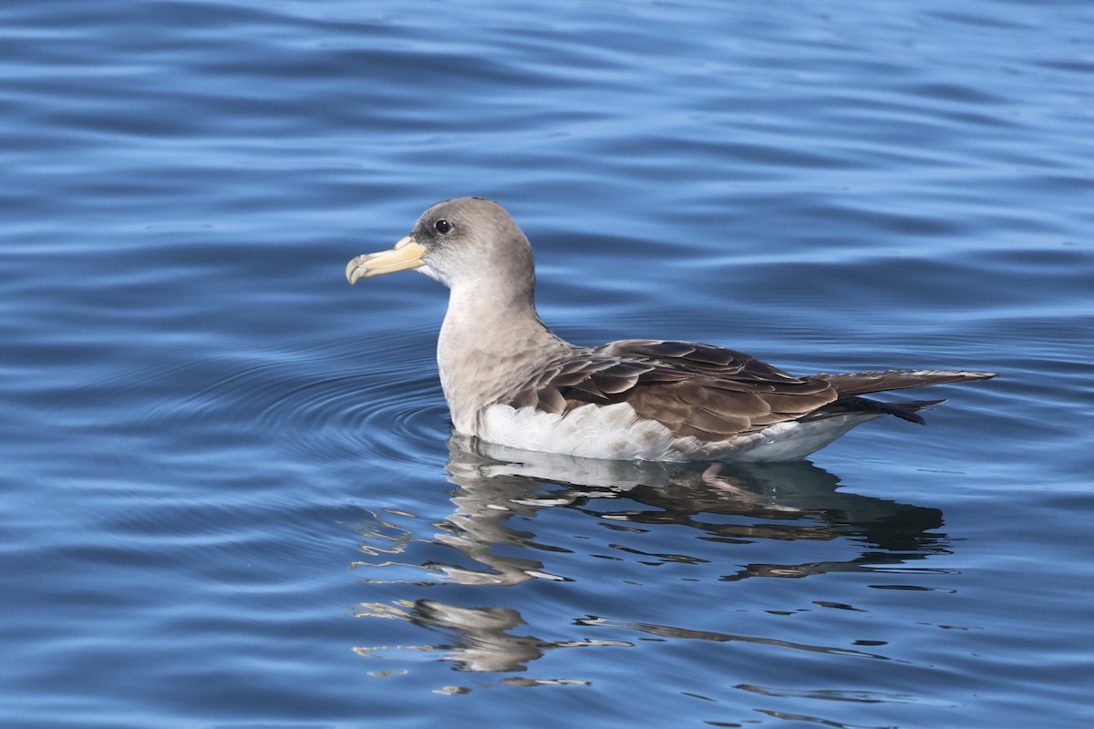 Cory's Shearwater - ML634044079