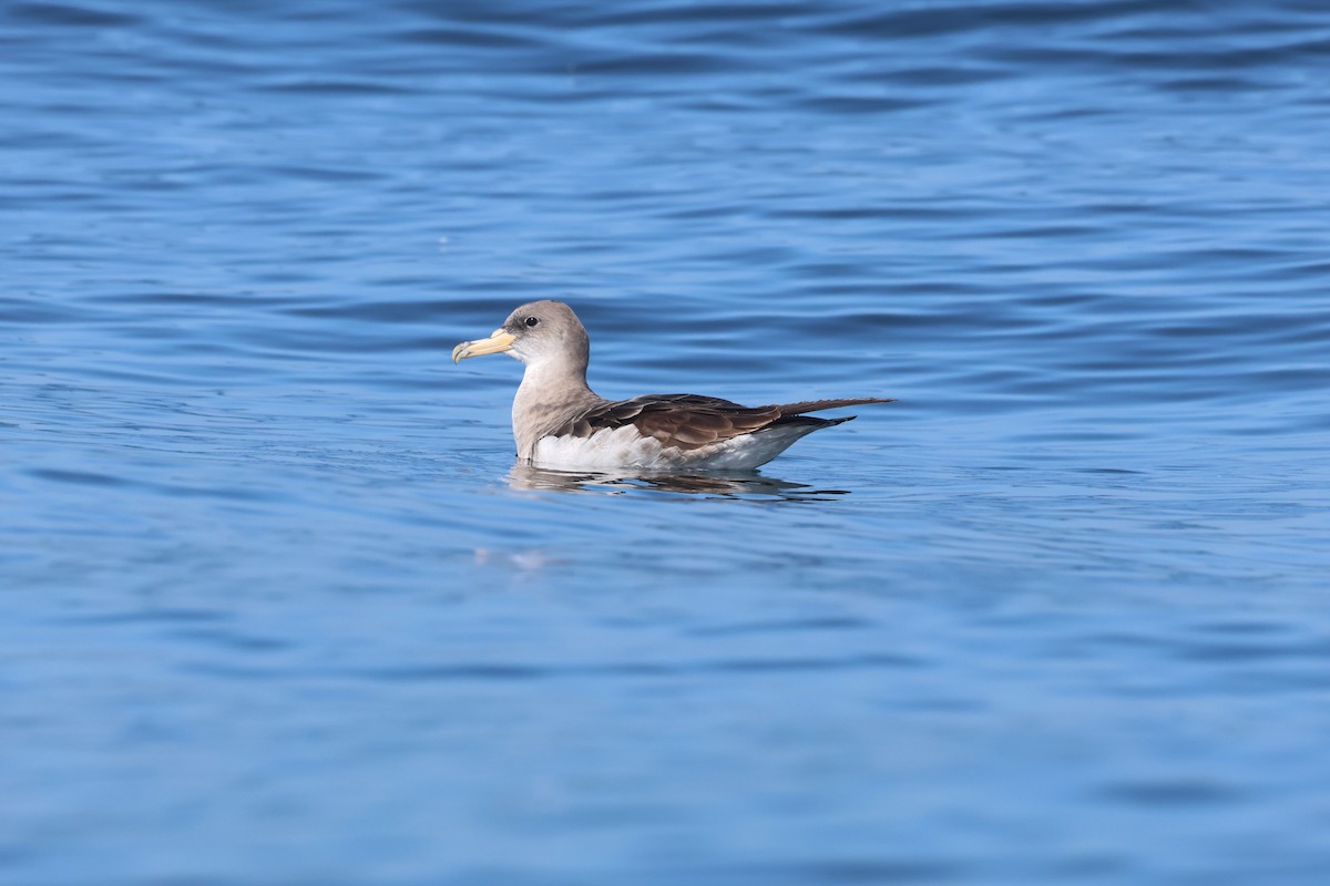 Cory's Shearwater - ML634044080