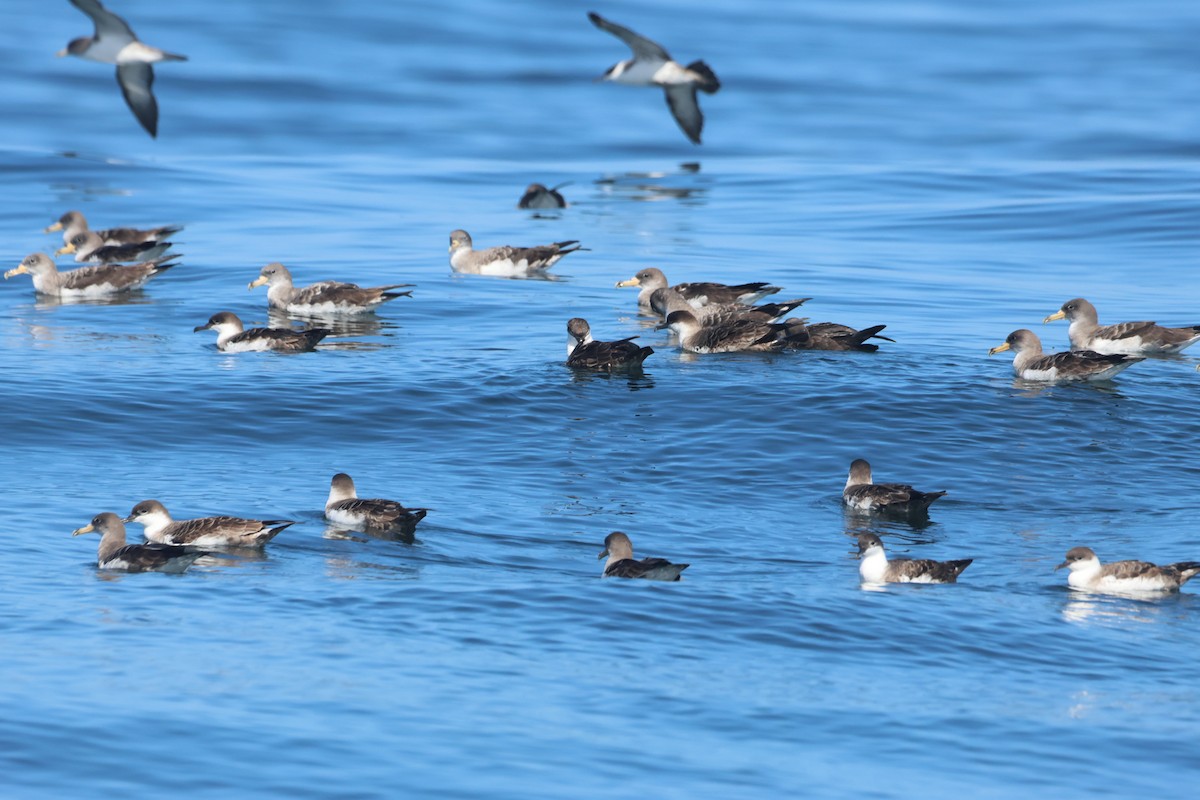 Cory's Shearwater - ML634044081