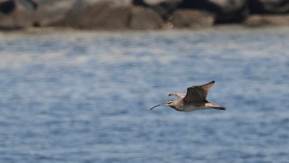 Whimbrel - ML634044109
