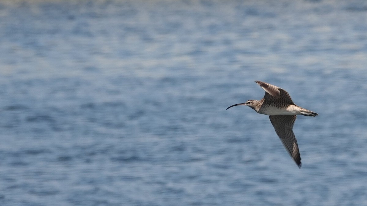 Whimbrel - ML634044110