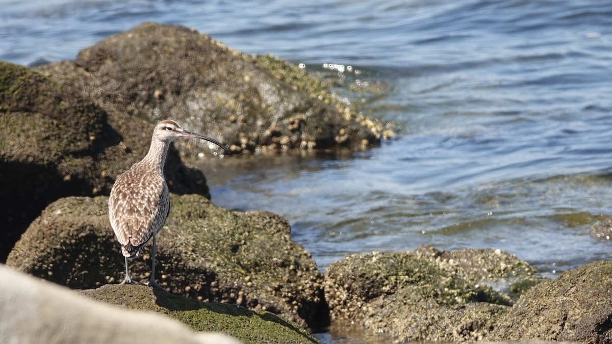 Whimbrel - ML634044111