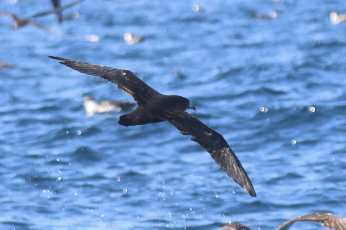 Flesh-footed Shearwater - ML634044114