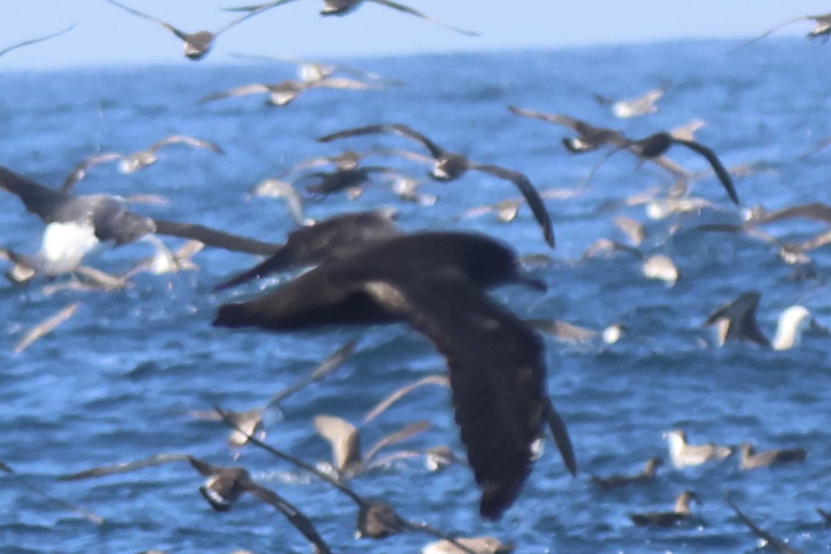 Flesh-footed Shearwater - ML634044115