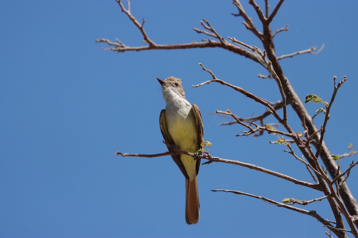 Nutting's/Salvadoran Flycatcher - ML634044182