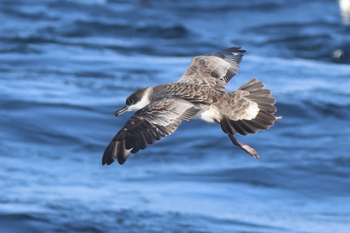 Great Shearwater - ML634044183