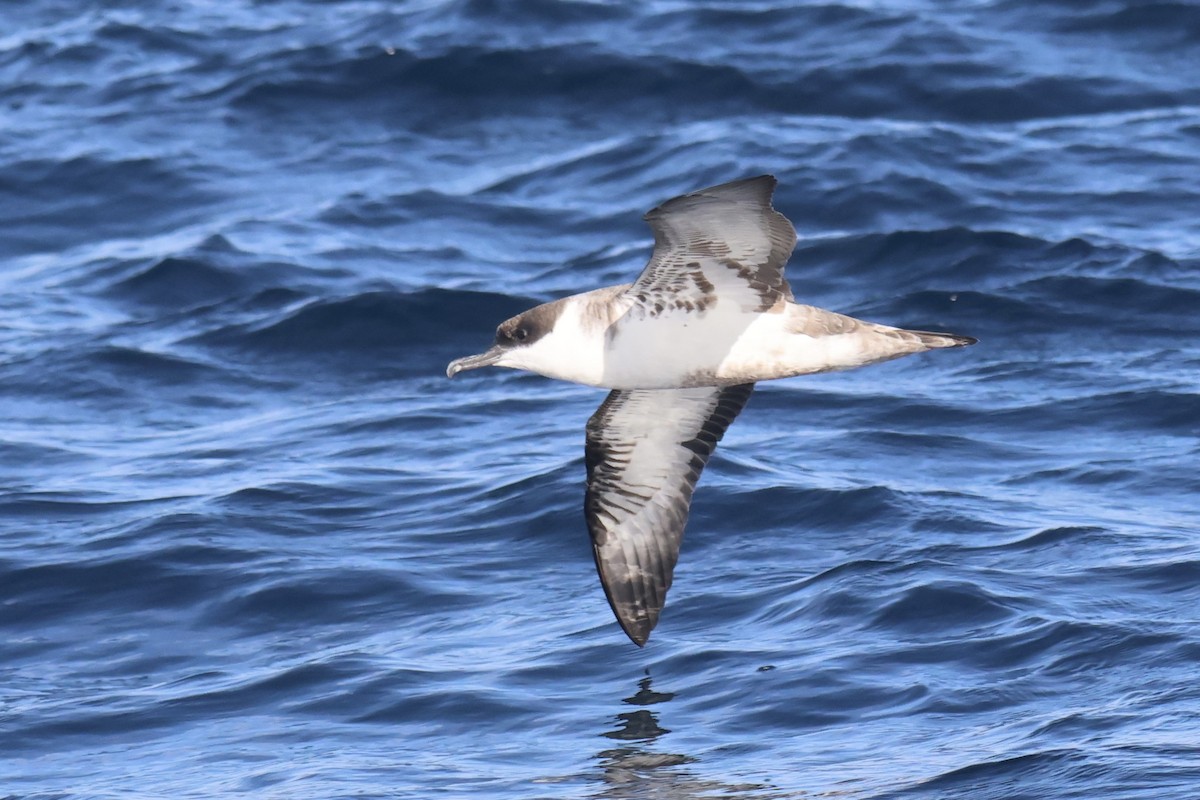 Great Shearwater - ML634044184