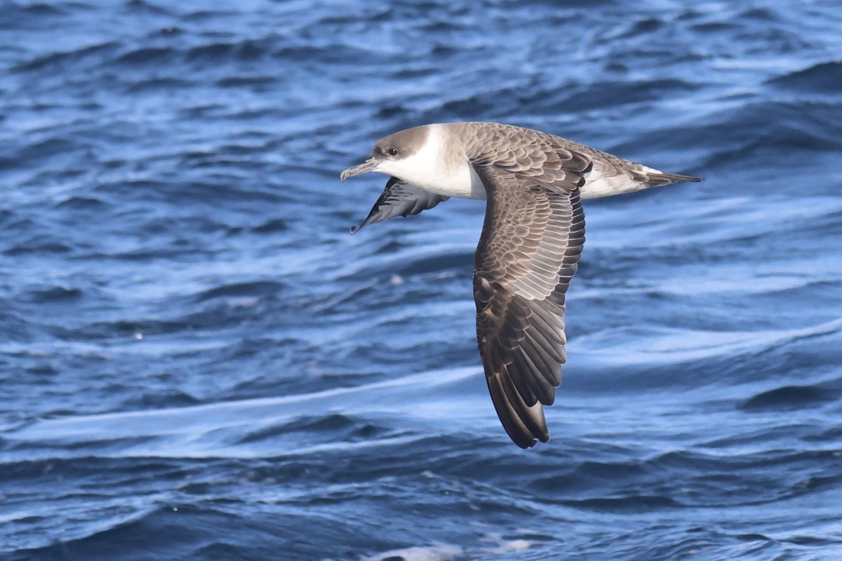 Great Shearwater - ML634044185