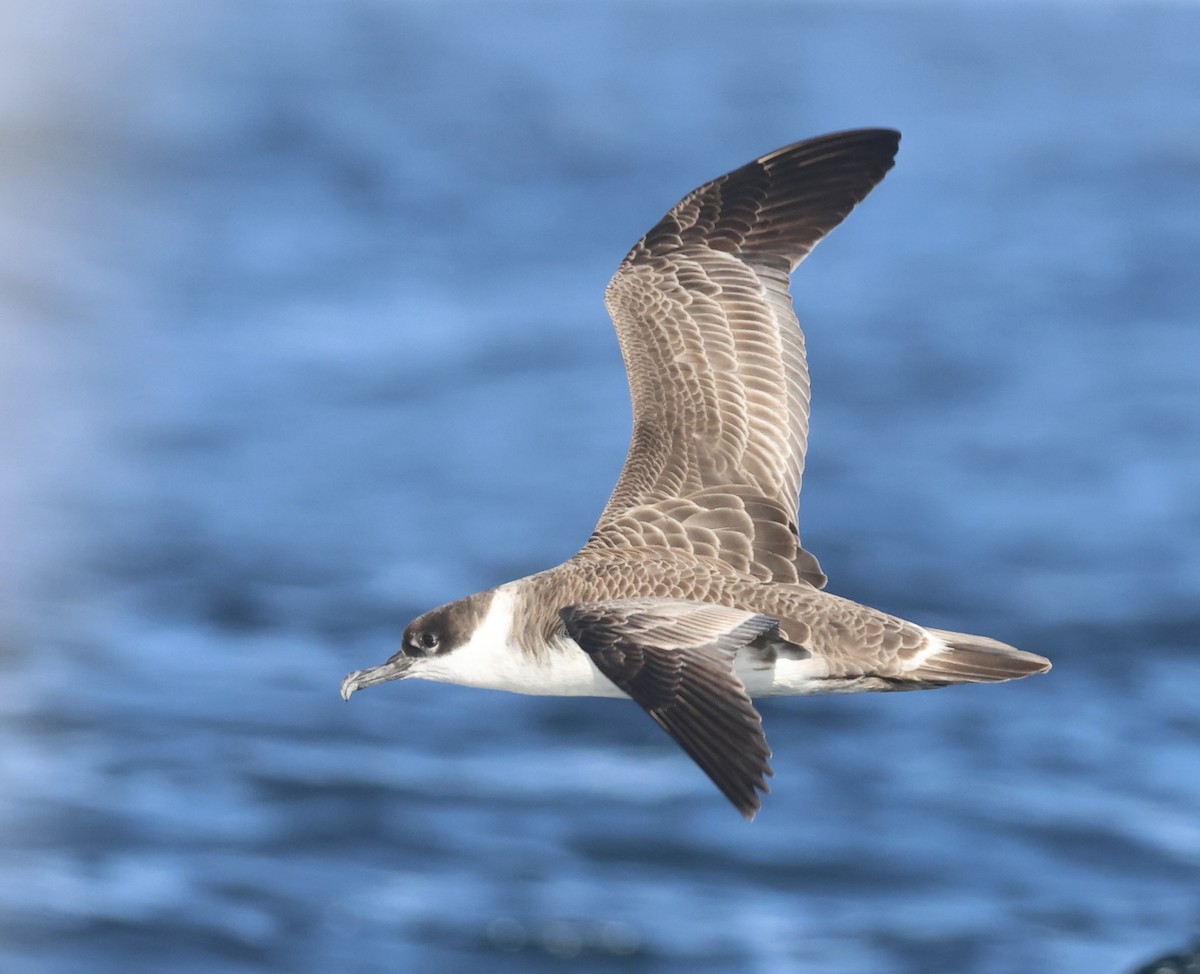 Great Shearwater - ML634044186