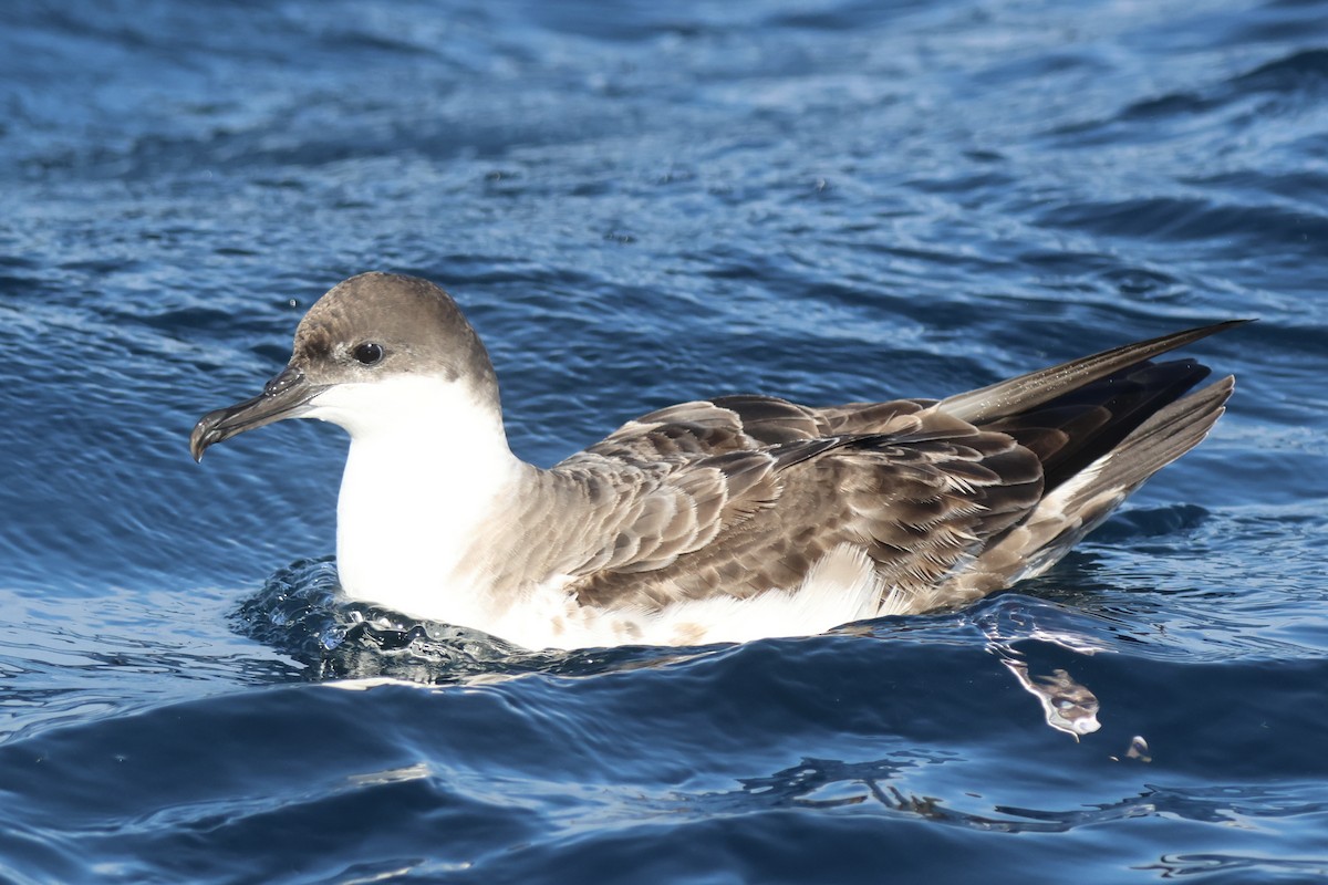 Great Shearwater - ML634044187