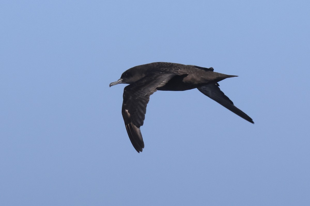 Sooty Shearwater - ML634044209