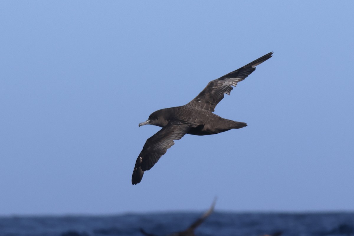 Sooty Shearwater - ML634044210