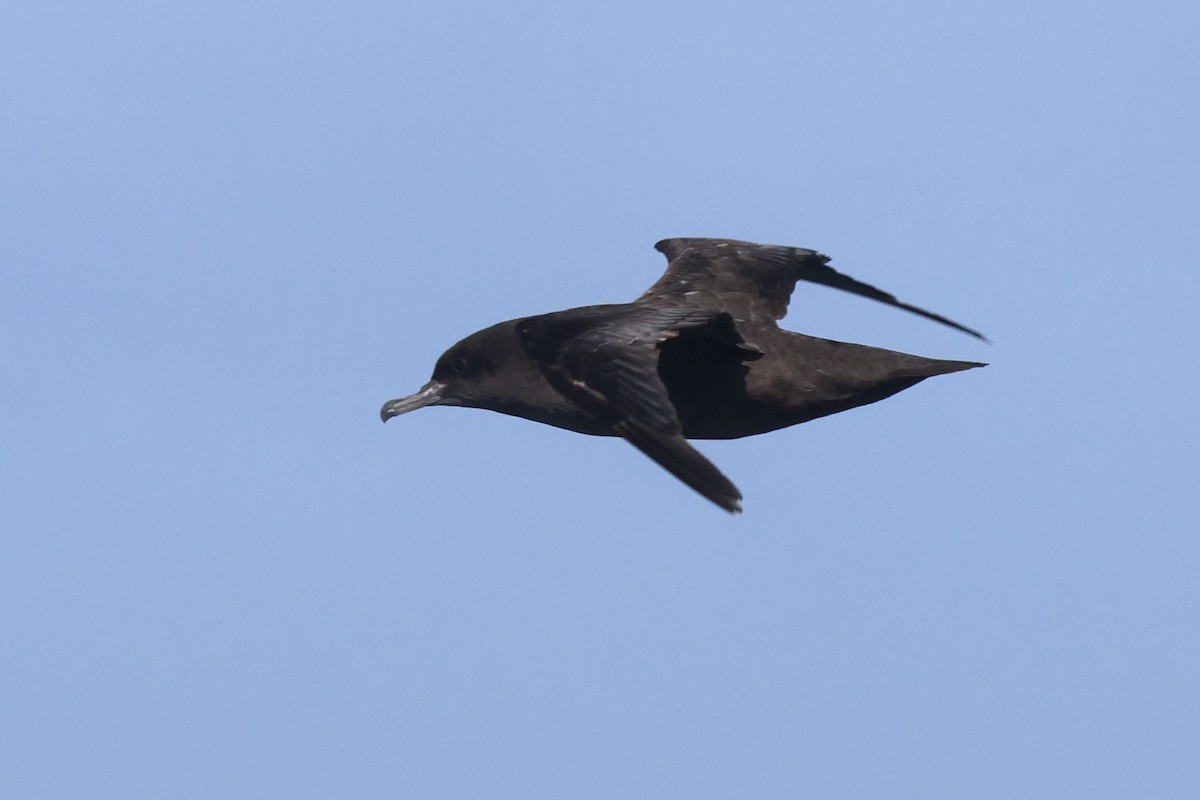 Sooty Shearwater - ML634044211