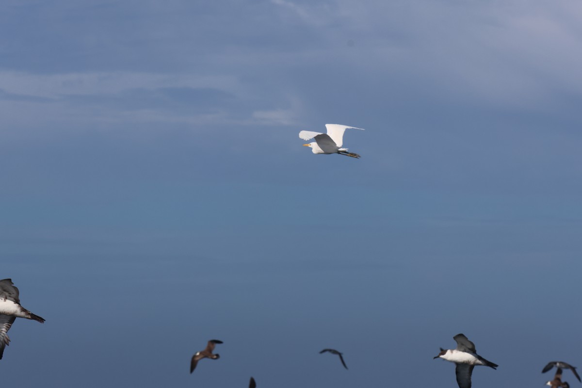 Western Cattle-Egret - ML634044290