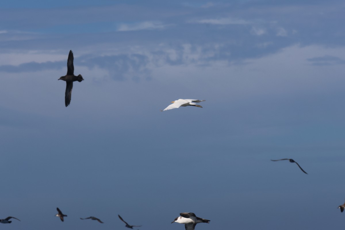 Western Cattle-Egret - ML634044291