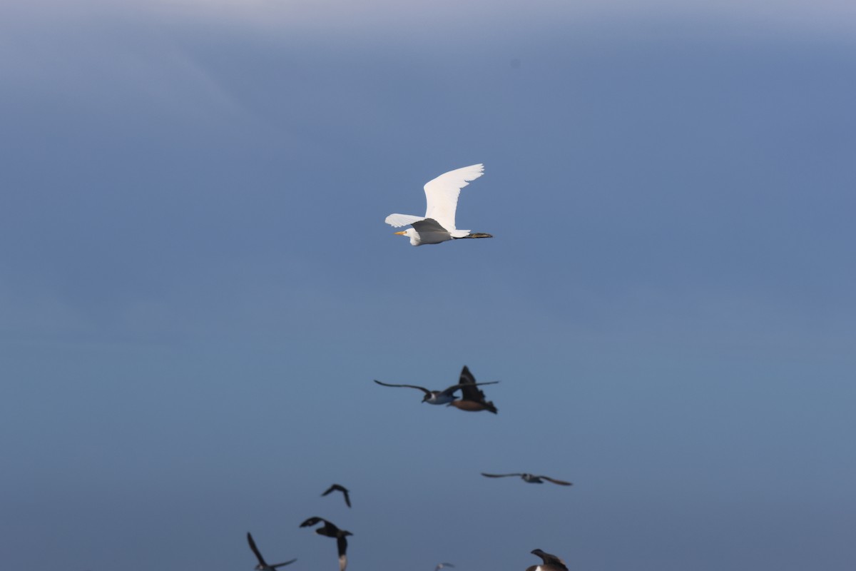 Western Cattle-Egret - ML634044292