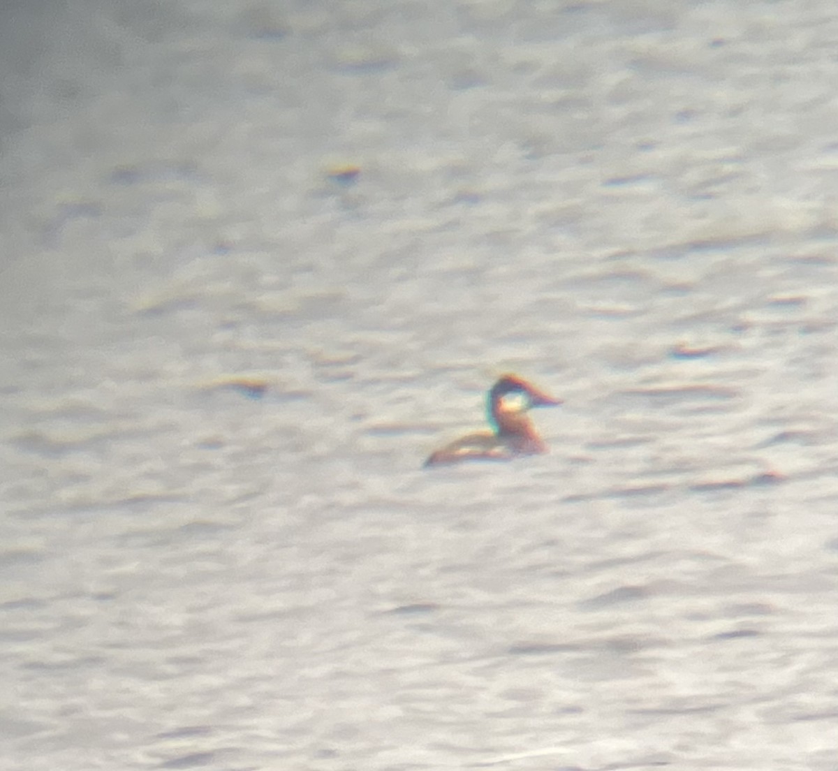 Ruddy Duck - ML634044310